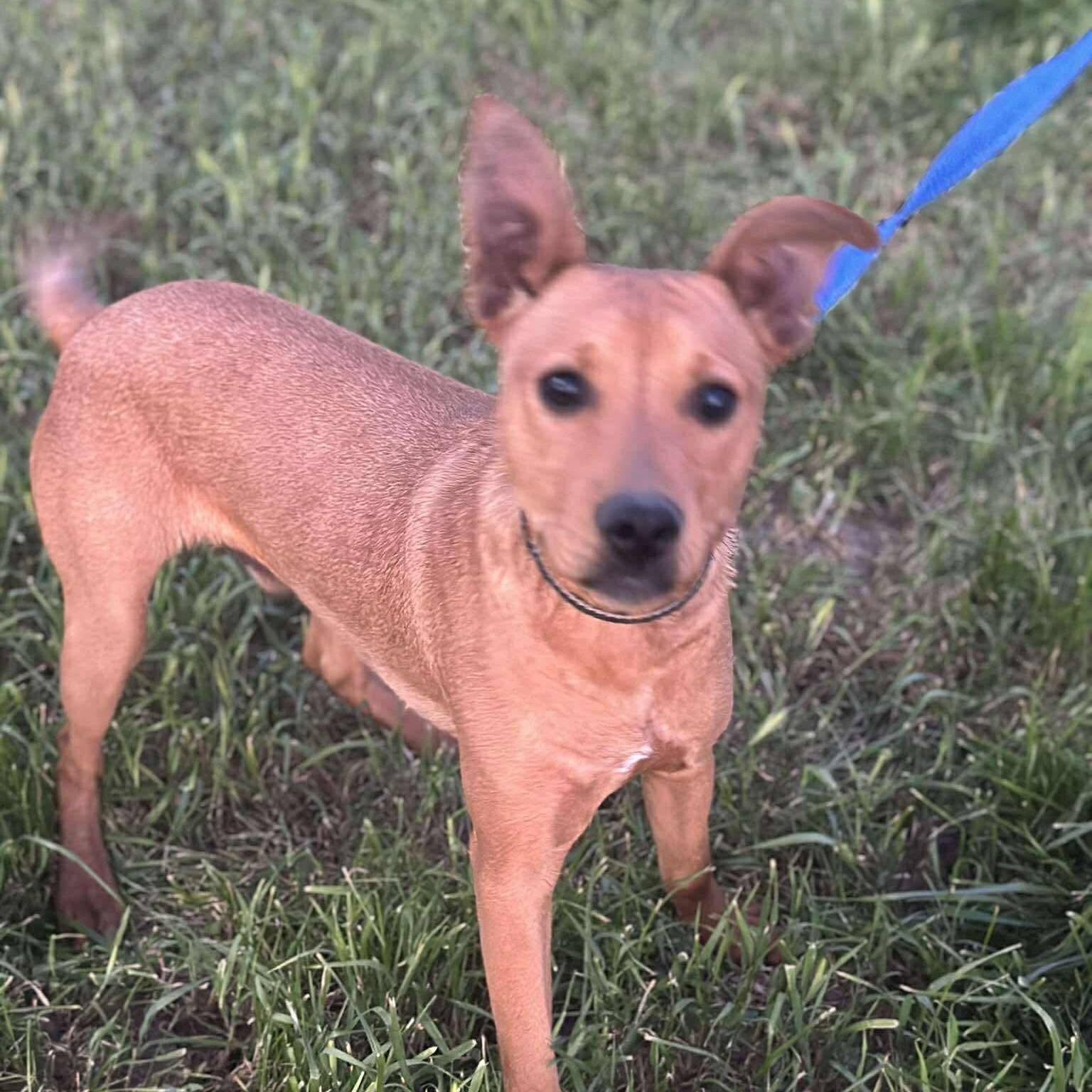 Enlarge Oddy, a ADOPTABLE mixed breed in San Diego, CA image 2/5