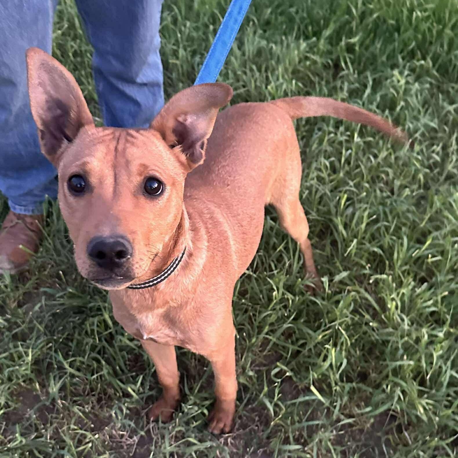 Enlarge Oddy, a ADOPTABLE mixed breed in San Diego, CA image 5/5