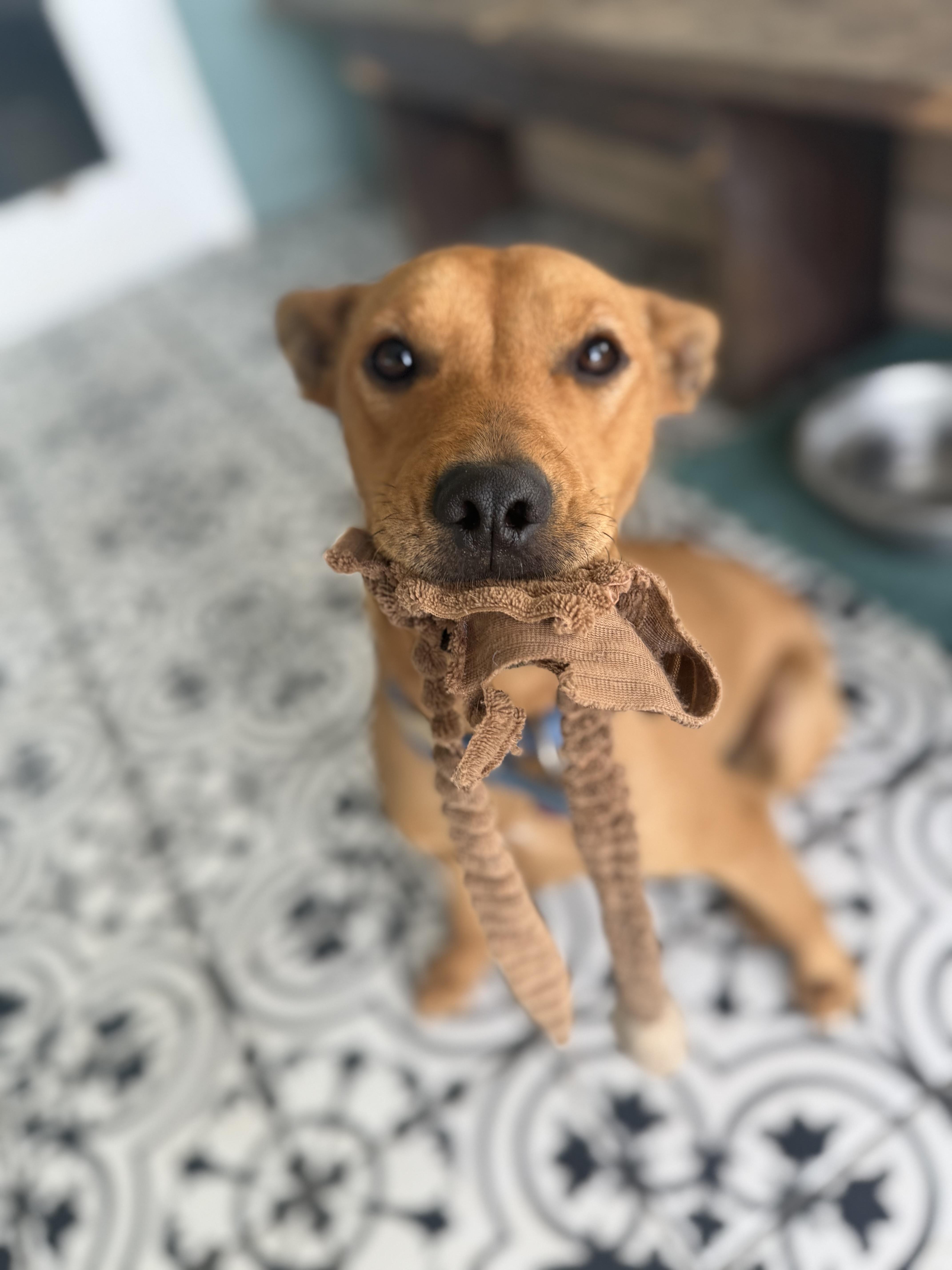 Oddy, adoptable, Puppy Male Basenji.