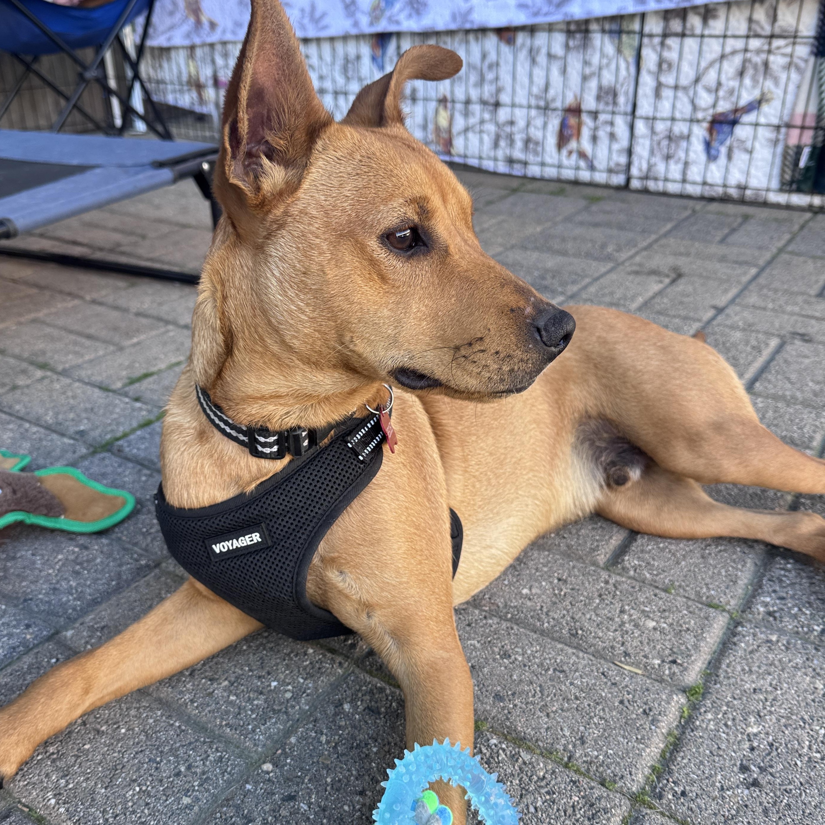 Enlarge Oddy, an adoptable mixed breed in San Diego, CA image 6/6