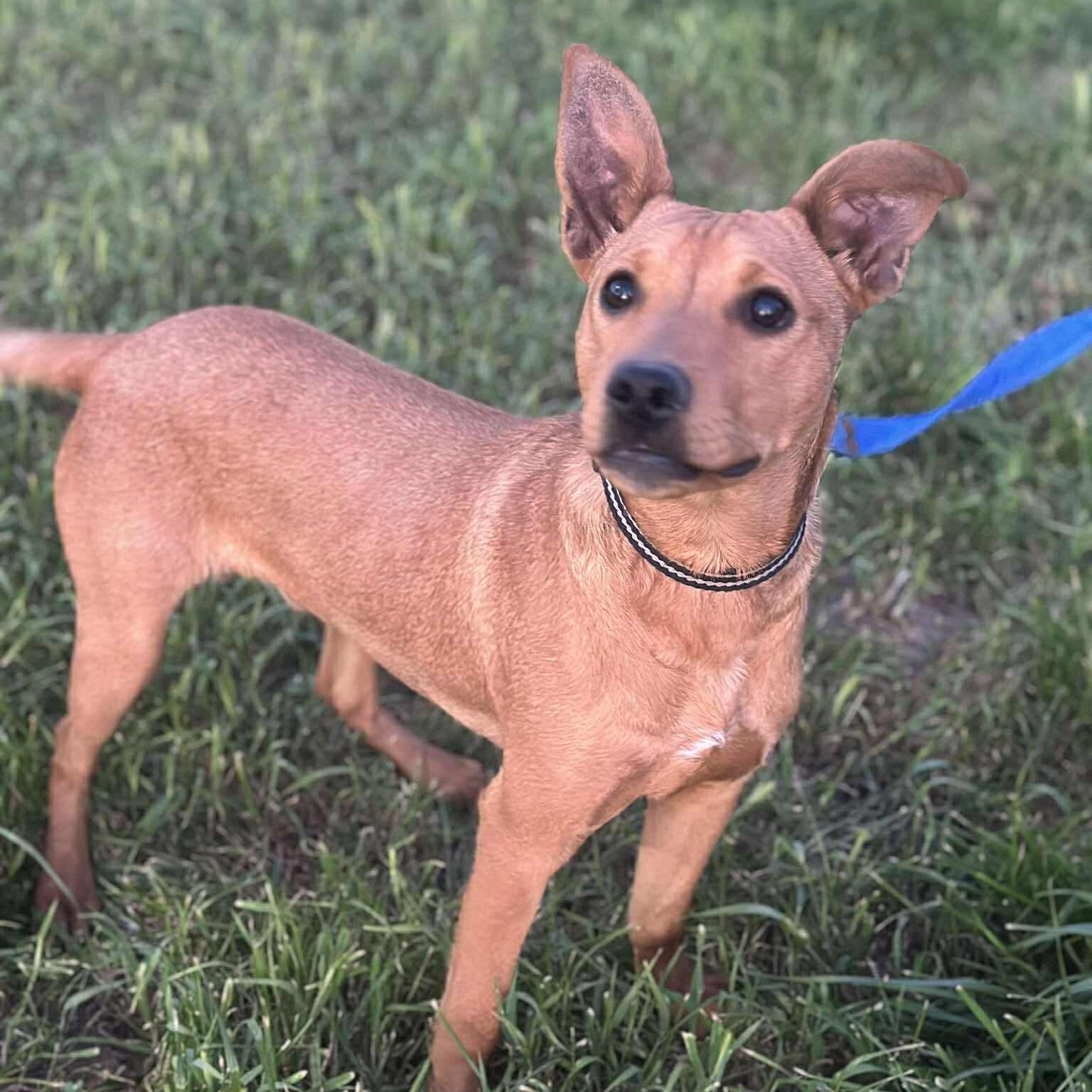 Oddy, ADOPTABLE, Puppy Male Shepherd.