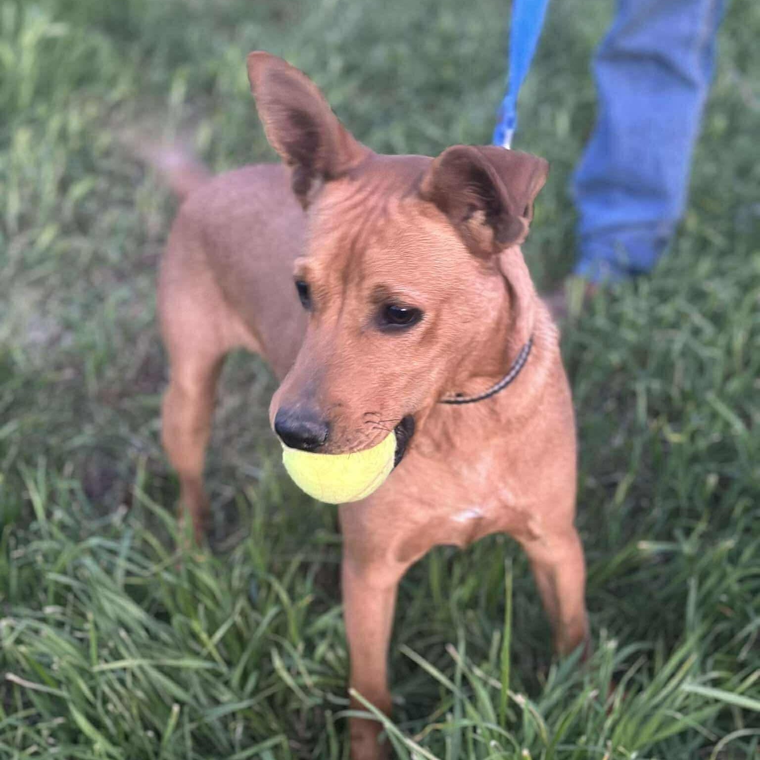 Enlarge Oddy, a ADOPTABLE mixed breed in San Diego, CA image 4/5