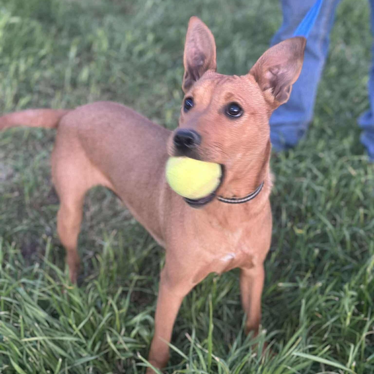 Enlarge Oddy, a ADOPTABLE mixed breed in San Diego, CA image 3/5