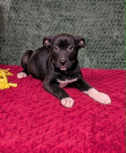 Enlarge India, a ADOPTABLE mixed breed in Cleburne, TX image 1/2