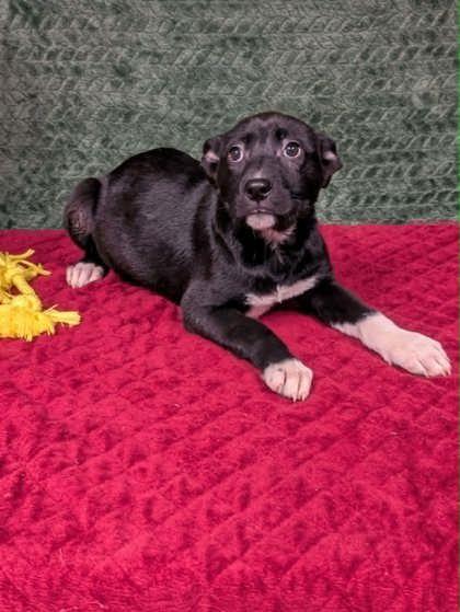 Enlarge India, a ADOPTABLE mixed breed in Cleburne, TX image 2/2