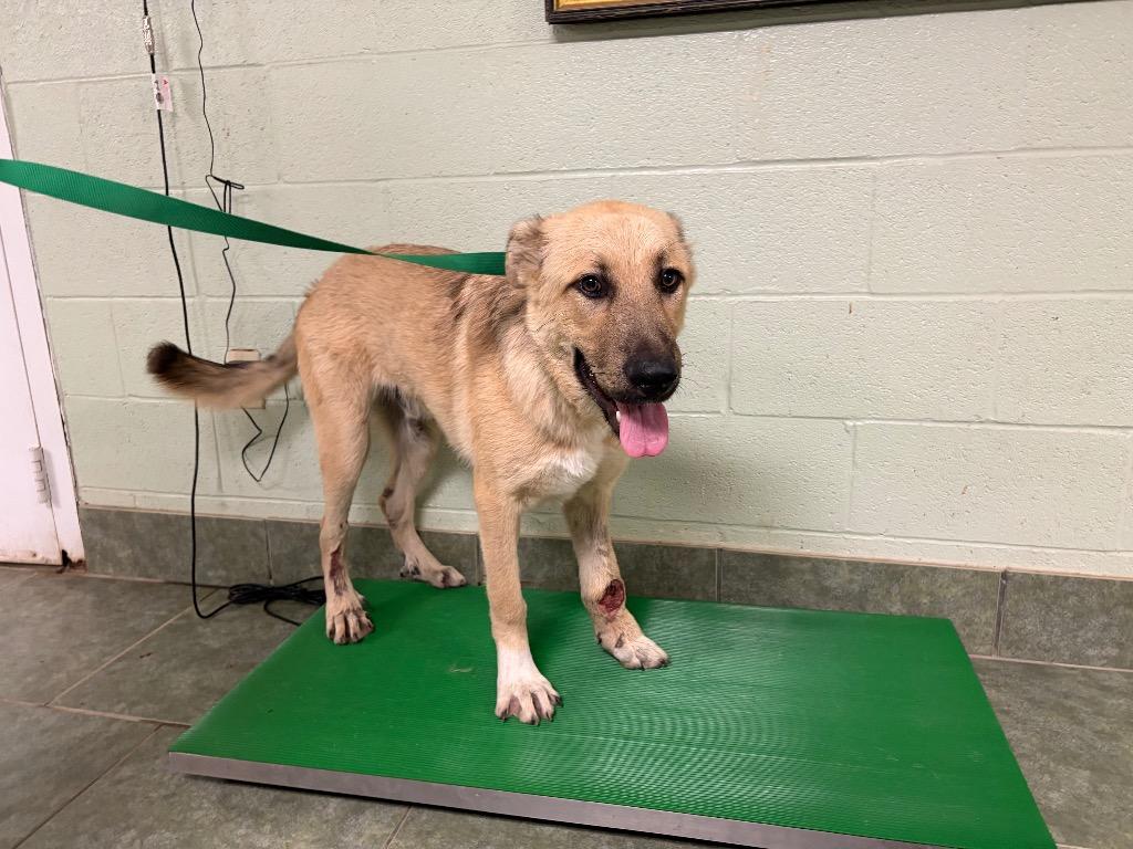 Enlarge Hobo, a Adoptable mixed breed in Ada, OK image 1/2