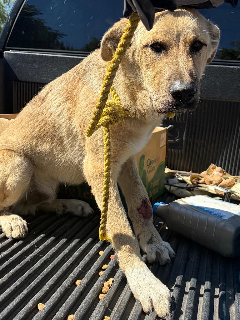 Enlarge Hobo, a Adoptable mixed breed in Ada, OK image 2/2