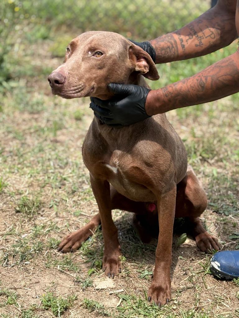 Big Dawg, Adoptable, Adult Male Doberman Pinscher & Mixed Breed.