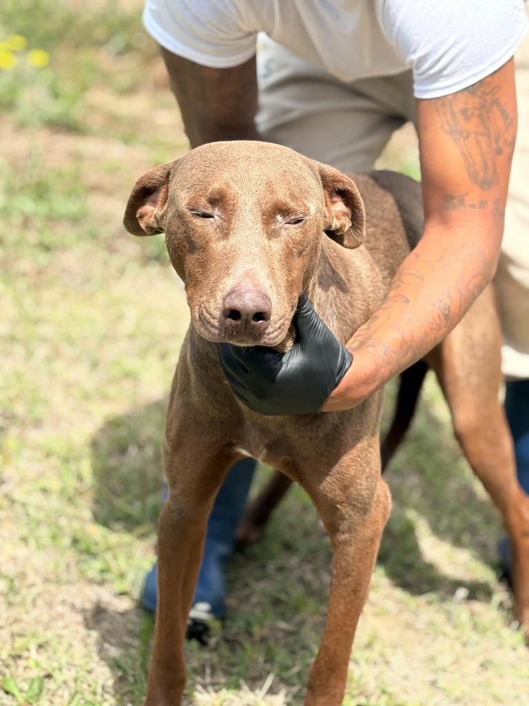 Enlarge Big Dawg, a Adoptable mixed breed in Effingham, SC image 2/5