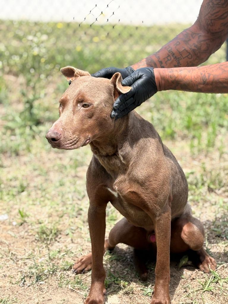 Enlarge Big Dawg, a Adoptable mixed breed in Effingham, SC image 3/5