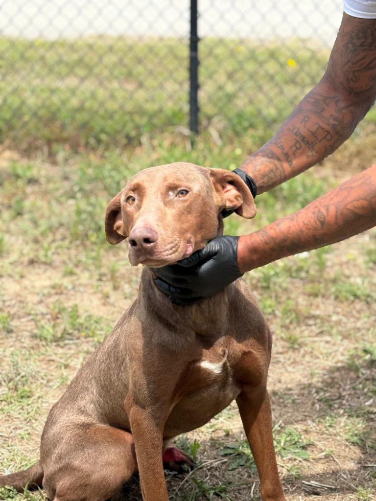 Enlarge Big Dawg, a Adoptable mixed breed in Effingham, SC image 4/5