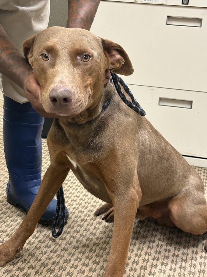 Enlarge Big Dawg, a Adoptable mixed breed in Effingham, SC image 5/5