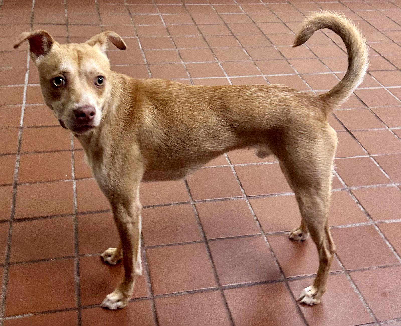 Enlarge Coco, a Adoptable Chihuahua in Lake Hopatcong, NJ image 1/3