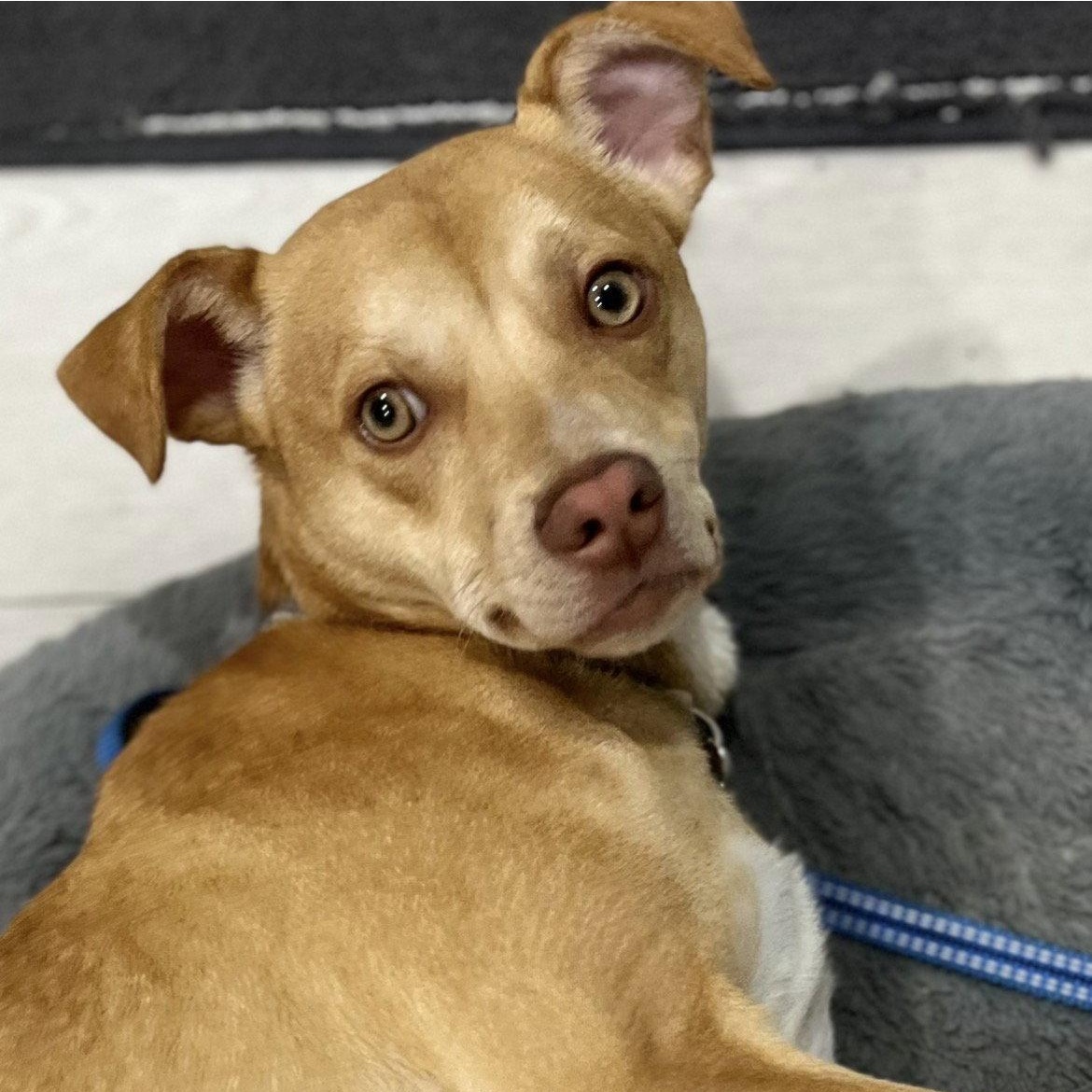 Coco, Adoptable, Puppy Male Chihuahua.