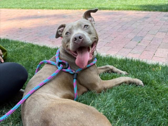 SHELBY, Adoptable, Young Female Pit Bull Terrier.