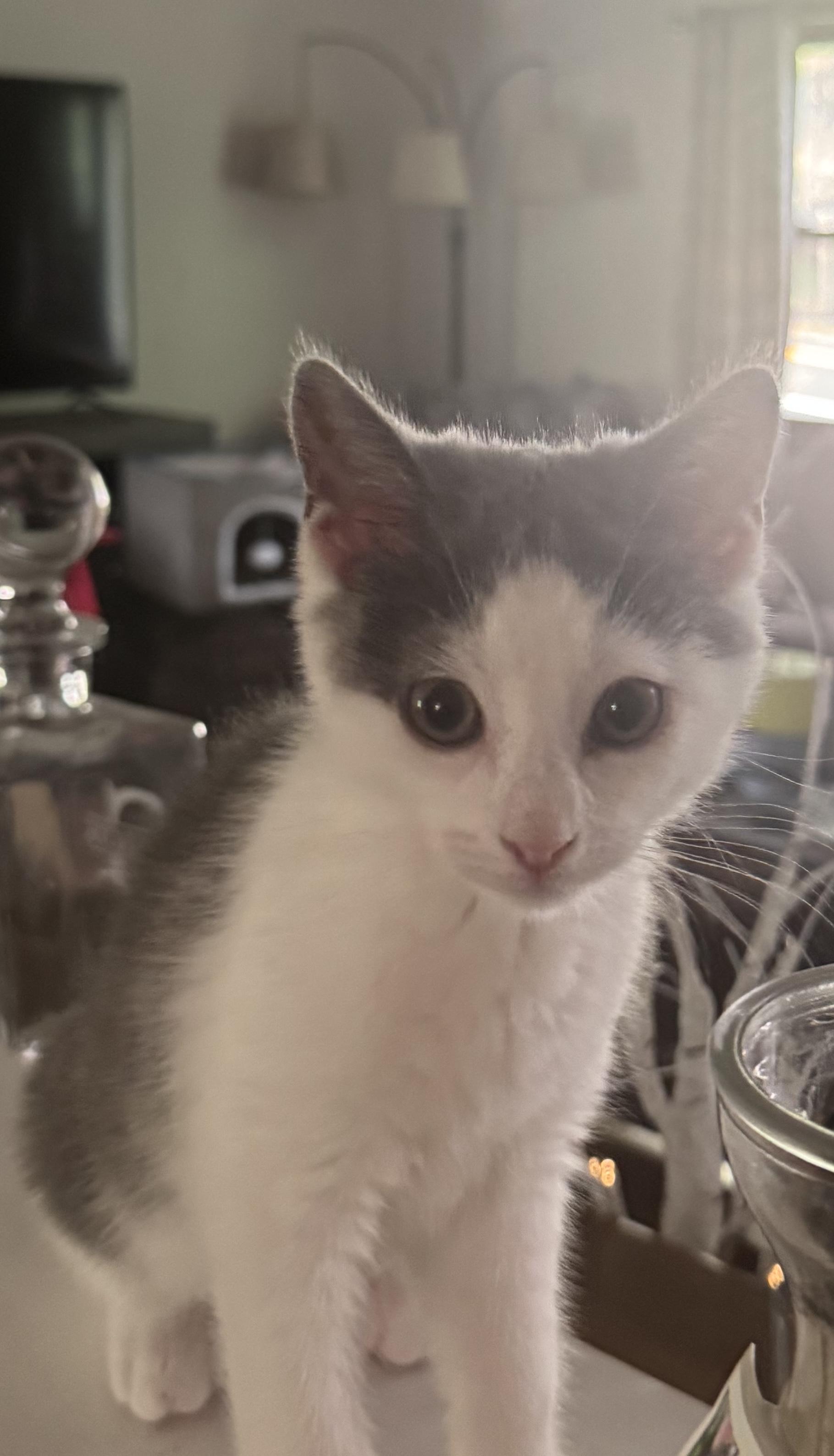 Enlarge Misty, a ADOPTABLE mixed breed in Succasunna, NJ image 2/4