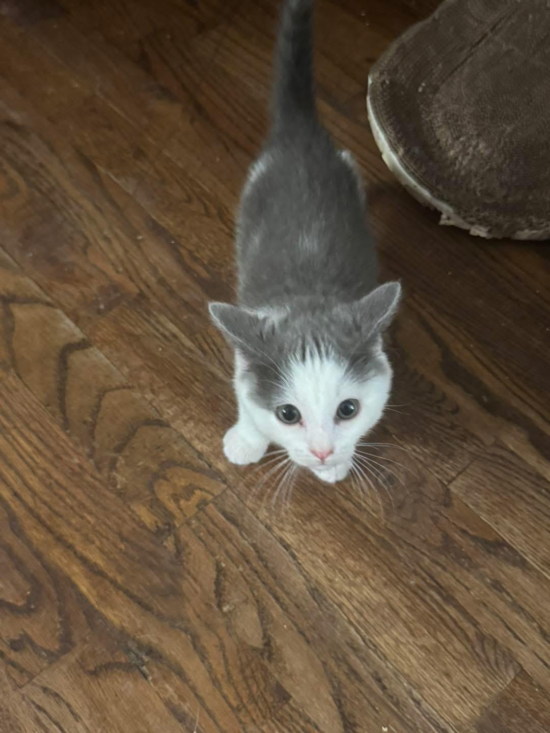 Misty, ADOPTABLE, Kitten Female Domestic Short Hair.