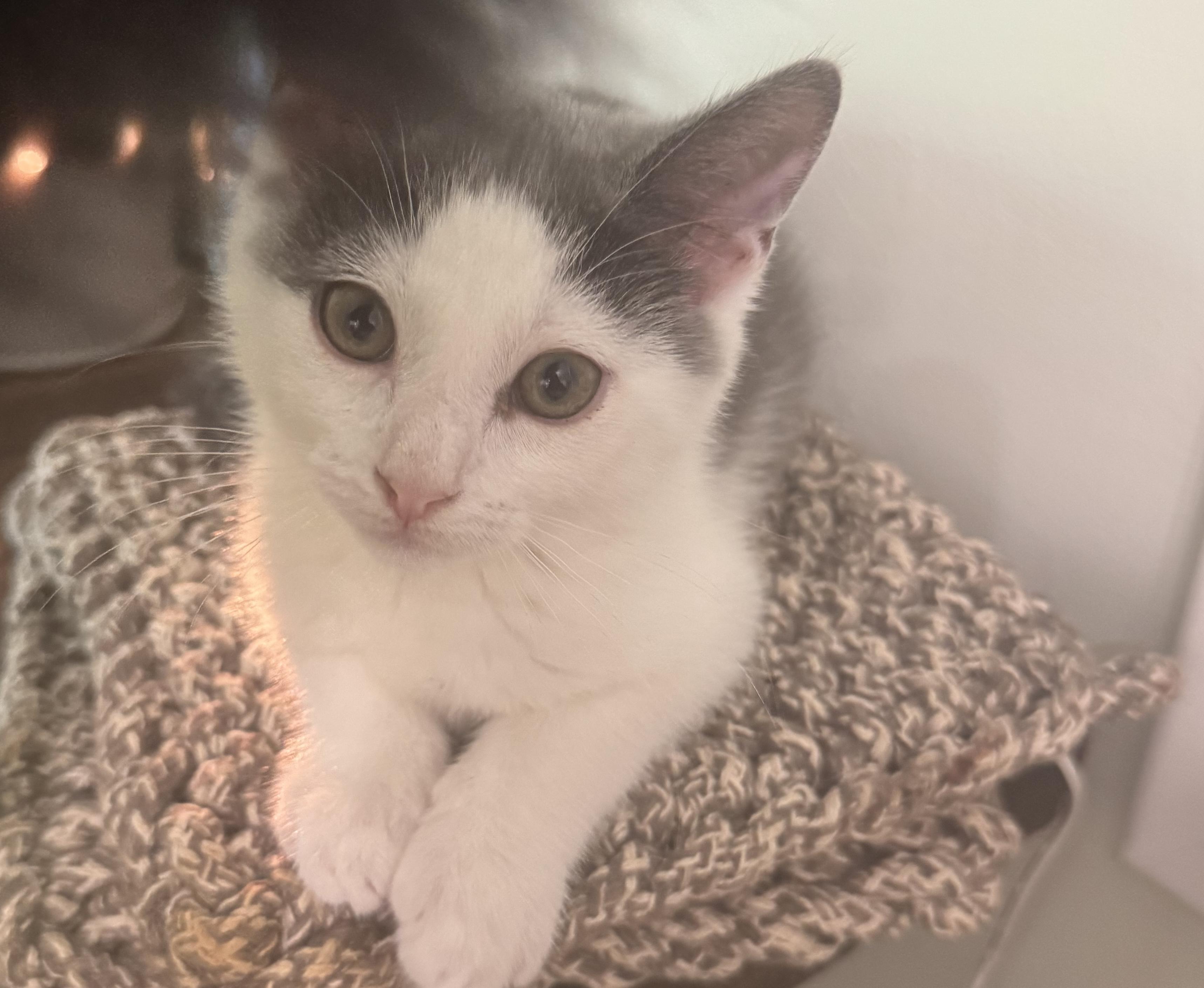 Enlarge Misty, a ADOPTABLE mixed breed in Succasunna, NJ image 4/4
