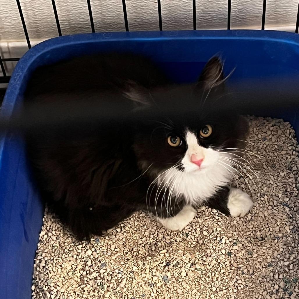 Fester, a Adoptable Domestic Medium Hair in Rifle, CO image 1/2