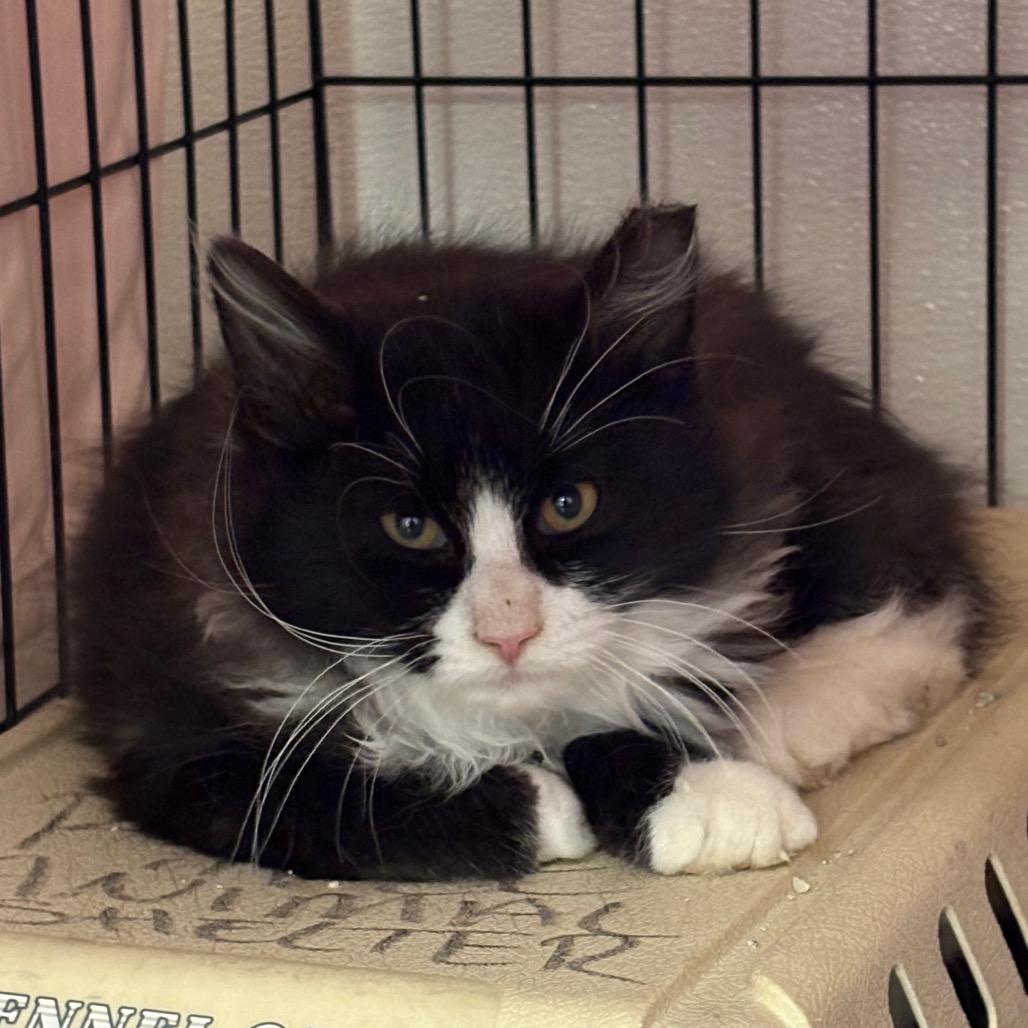 Fester, a Adoptable Domestic Medium Hair in Rifle, CO image 2/2