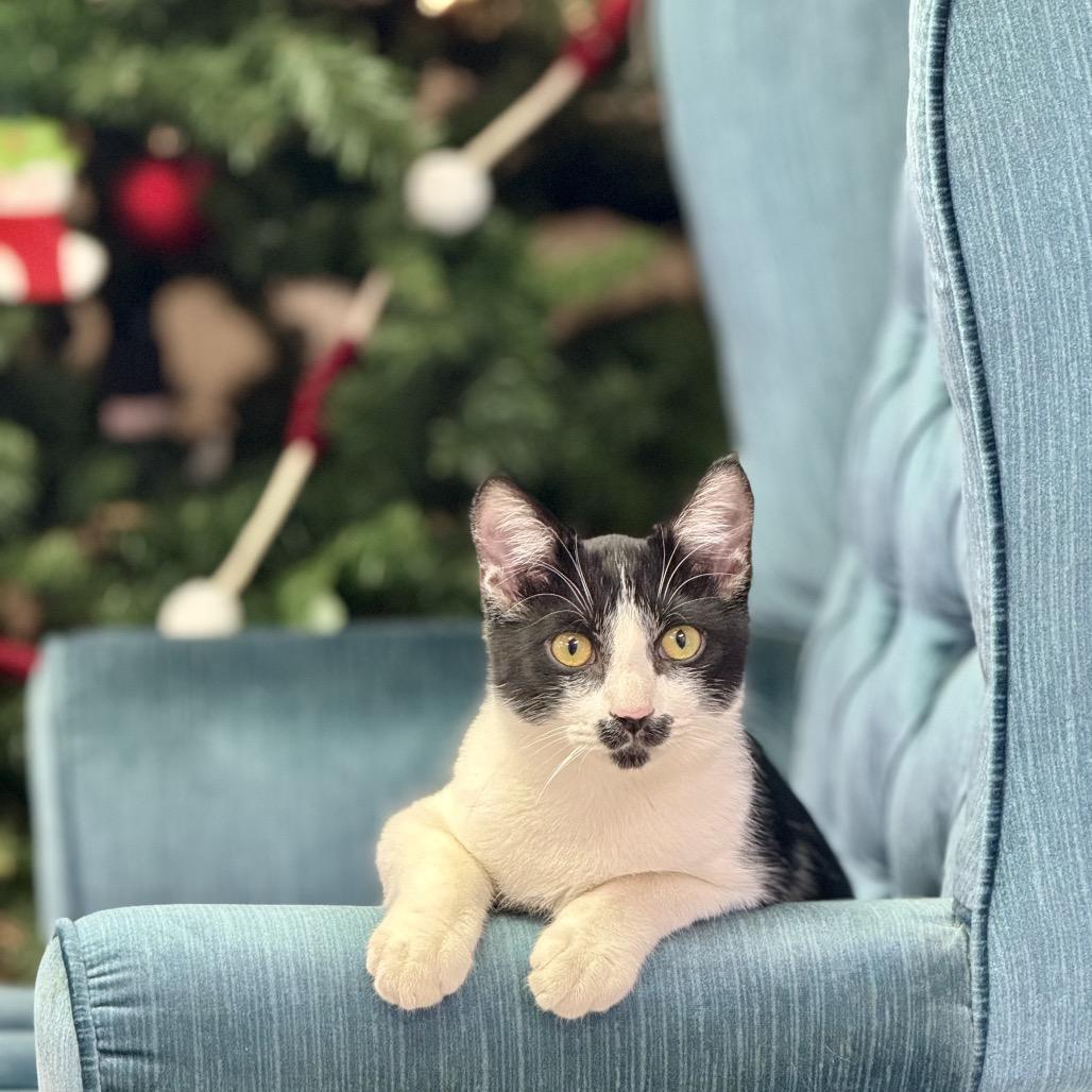 Enlarge Prince Naveen, a Adoptable Domestic Short Hair in Huntsville, AL image 1/4