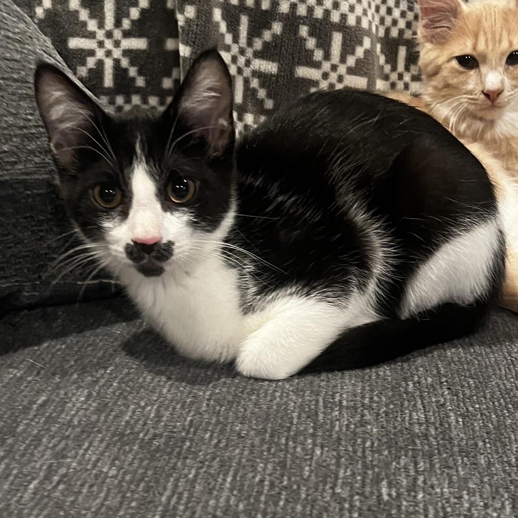 Enlarge Prince Naveen, a Adoptable Domestic Short Hair in Huntsville, AL image 2/4