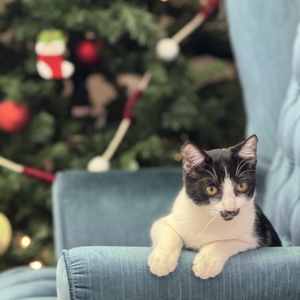 Enlarge Prince Naveen, a Adoptable Domestic Short Hair in Huntsville, AL image 3/4