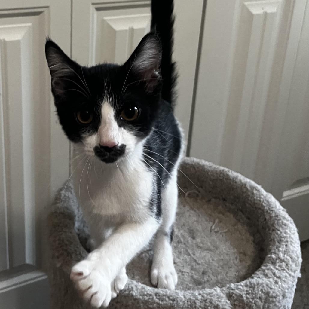 Enlarge Prince Naveen, a Adoptable Domestic Short Hair in Huntsville, AL image 4/4