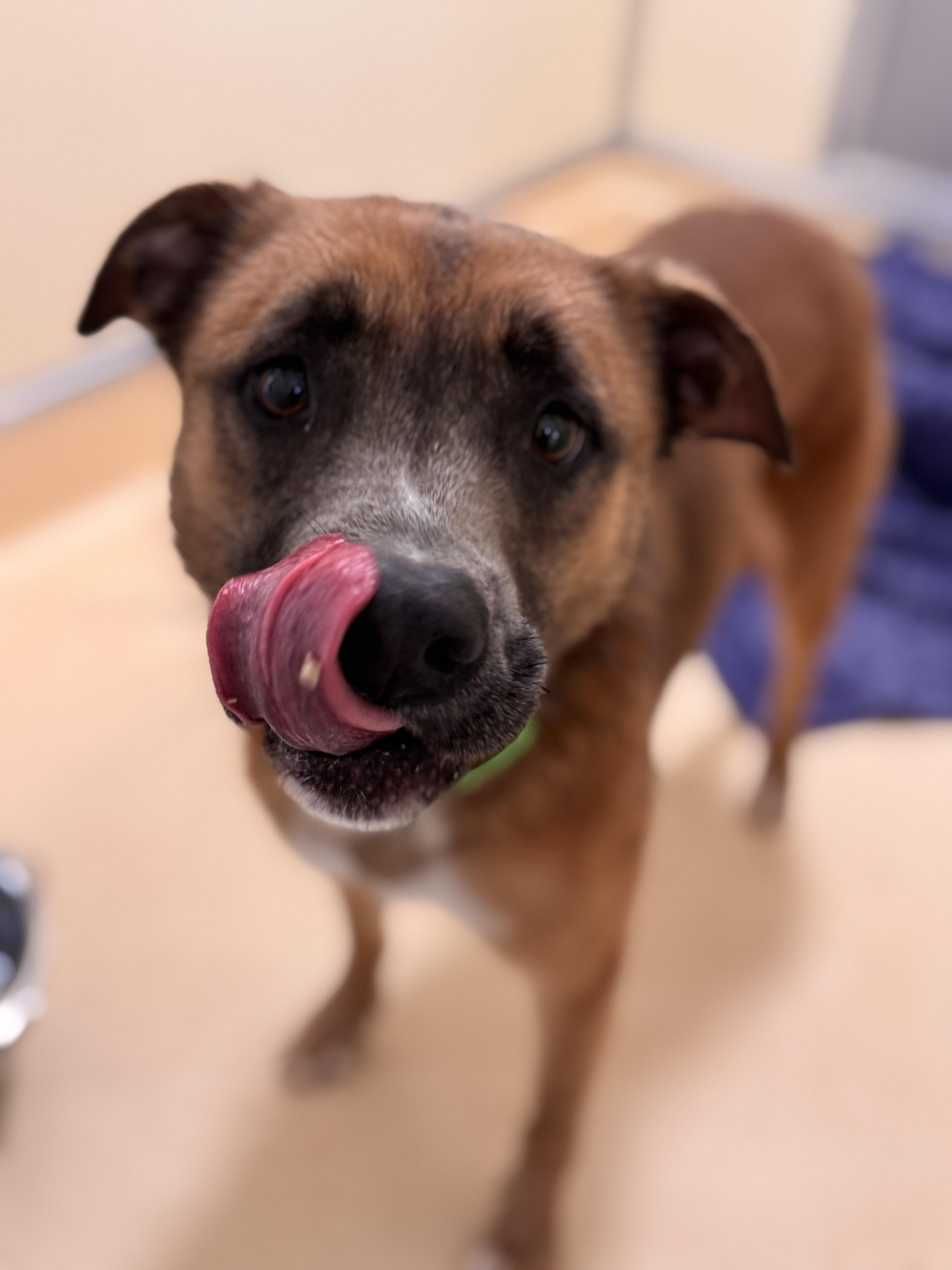 Enlarge lily, an adopted mixed breed in Pawleys Island, SC image 1/1