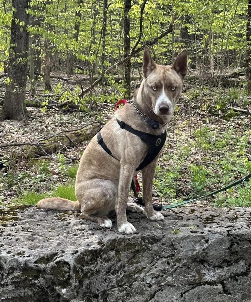 Enlarge Denali NKA Reighna, a Adopted mixed breed in Syracuse, NY image 1/6