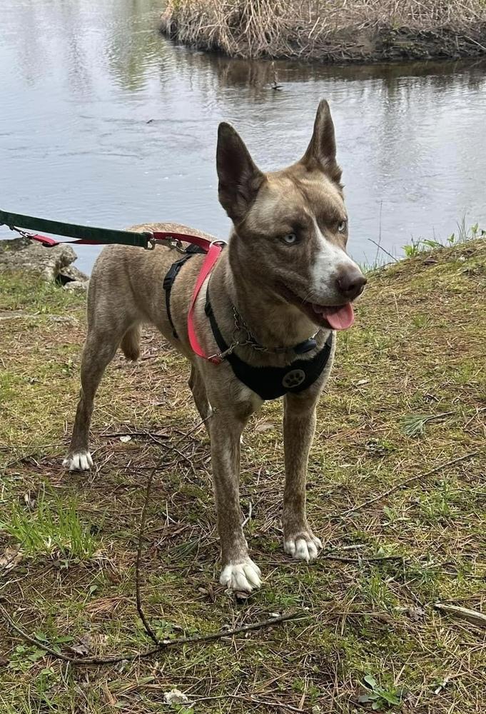 Enlarge Denali NKA Reighna, a Adopted mixed breed in Syracuse, NY image 2/6