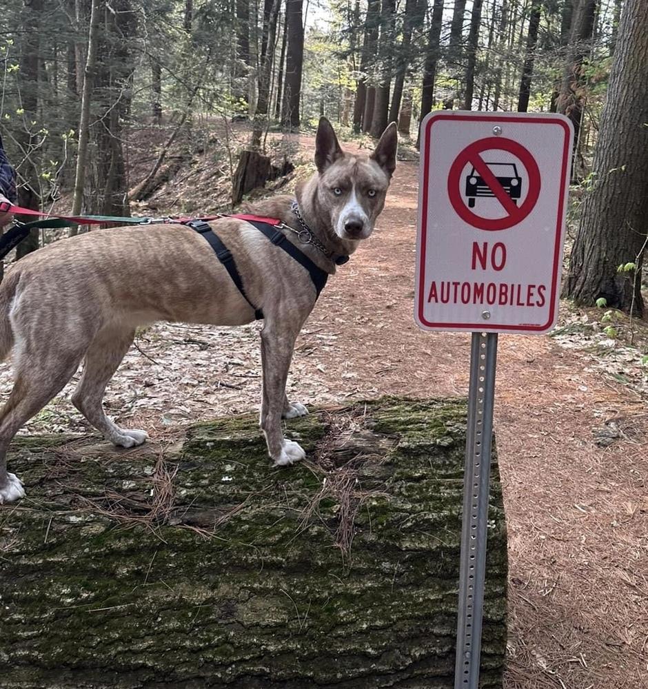 Enlarge Denali NKA Reighna, a Adopted mixed breed in Syracuse, NY image 4/6