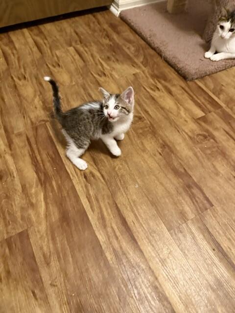 Moe, Adoptable, Young Male Domestic Short Hair.