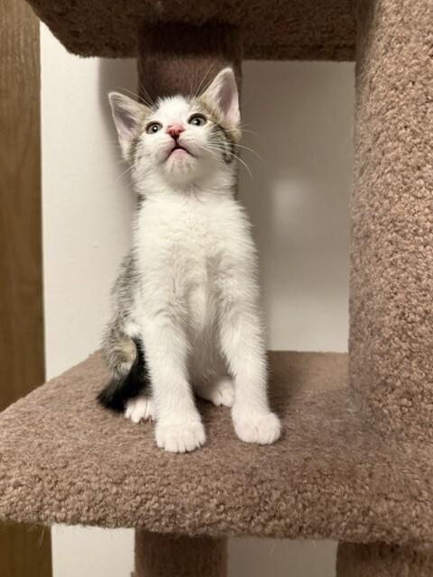 Moe, a Adoptable Domestic Short Hair in Fort Collins, CO image 2/3