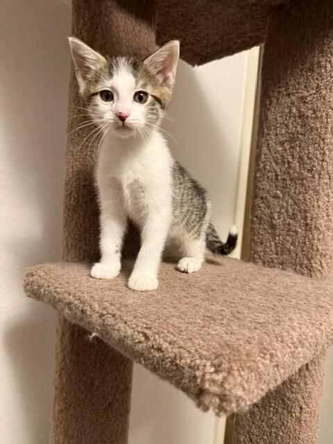 Moe, a Adoptable Domestic Short Hair in Fort Collins, CO image 3/3