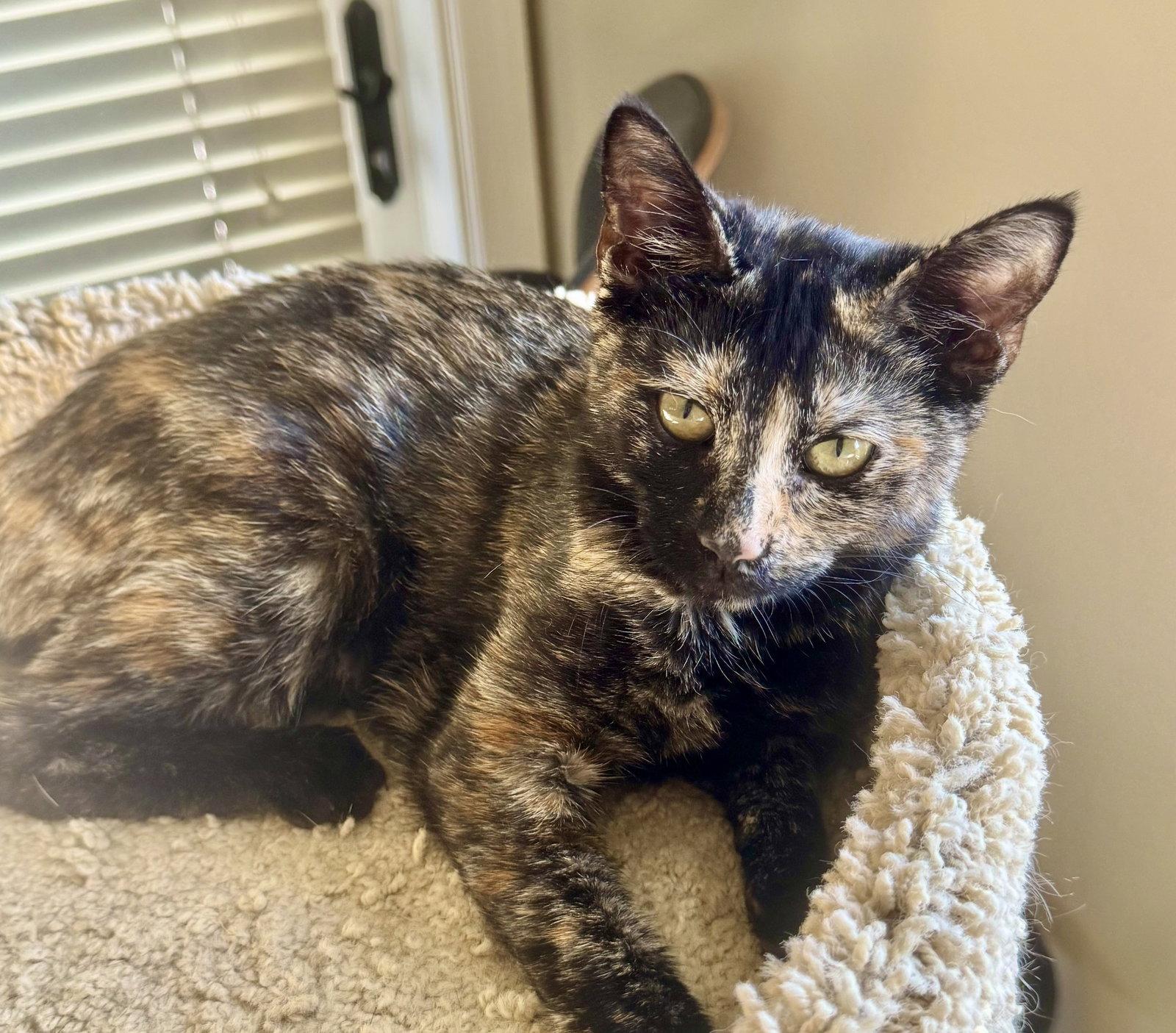 Enlarge Pepsi, a Adoptable mixed breed in Laguna Niguel, CA image 1/3