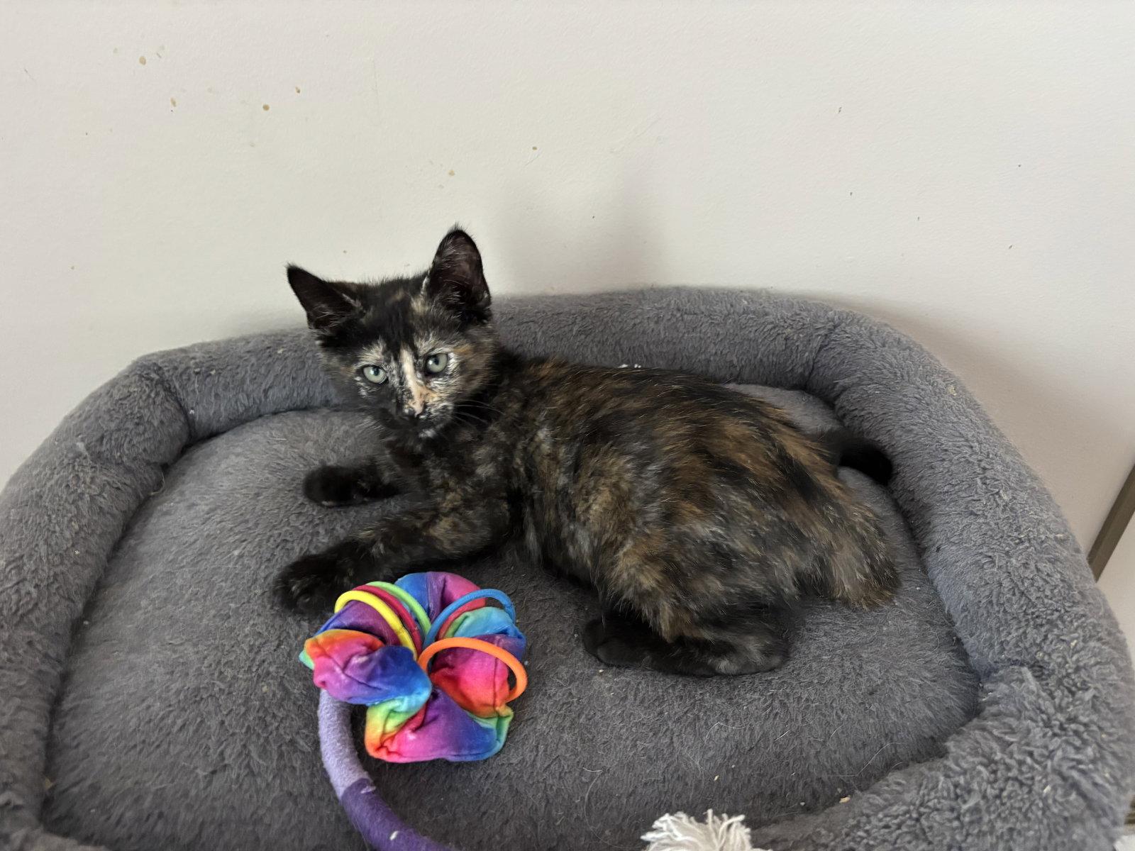 Enlarge Pepsi, a Adoptable mixed breed in Laguna Niguel, CA image 2/3
