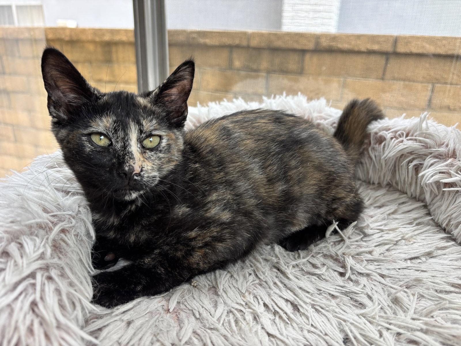 Enlarge Pepsi, a Adoptable mixed breed in Laguna Niguel, CA image 2/3