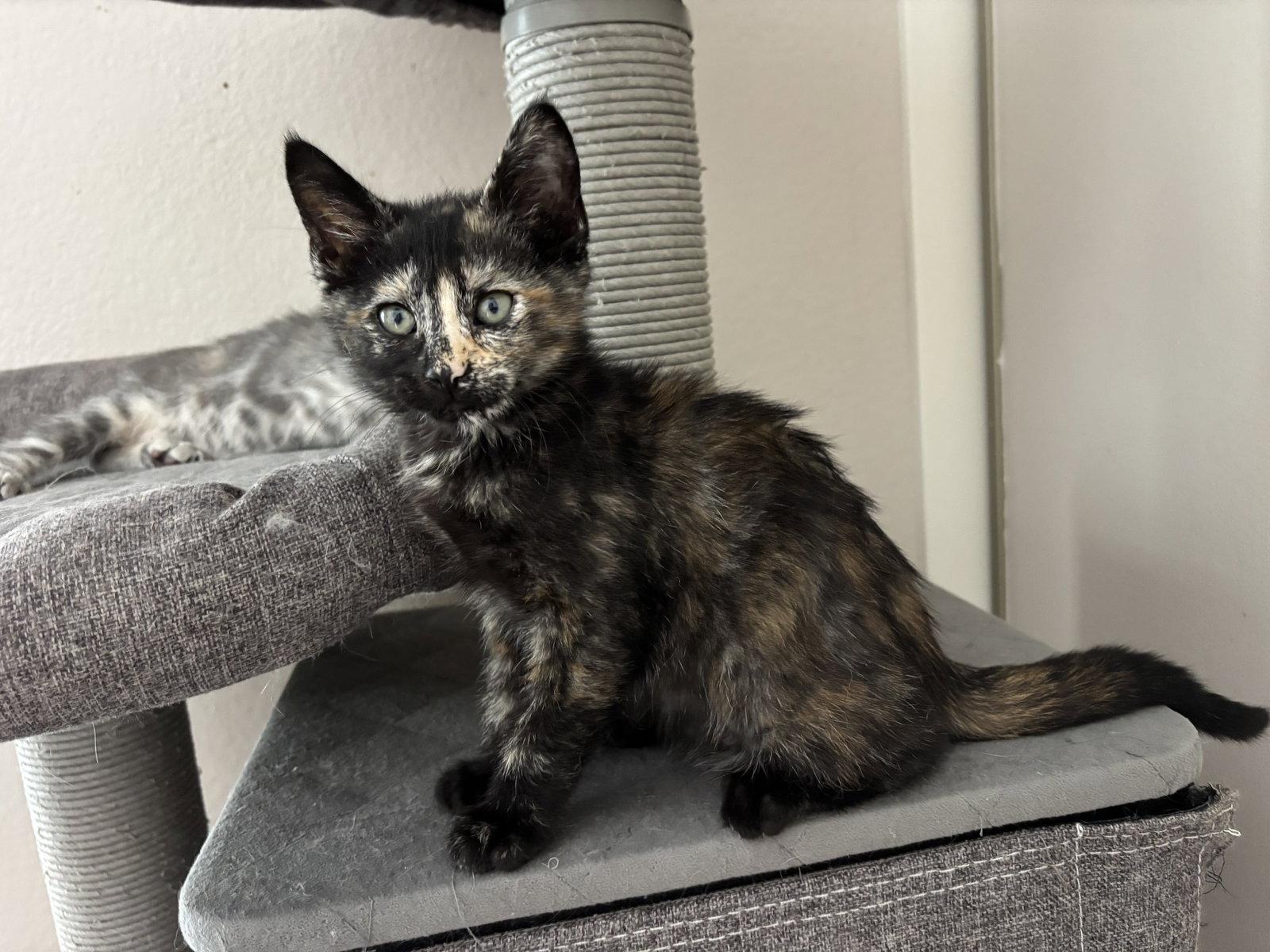 Pepsi, Adoptable, Kitten Female Tortoiseshell & Domestic Short Hair.