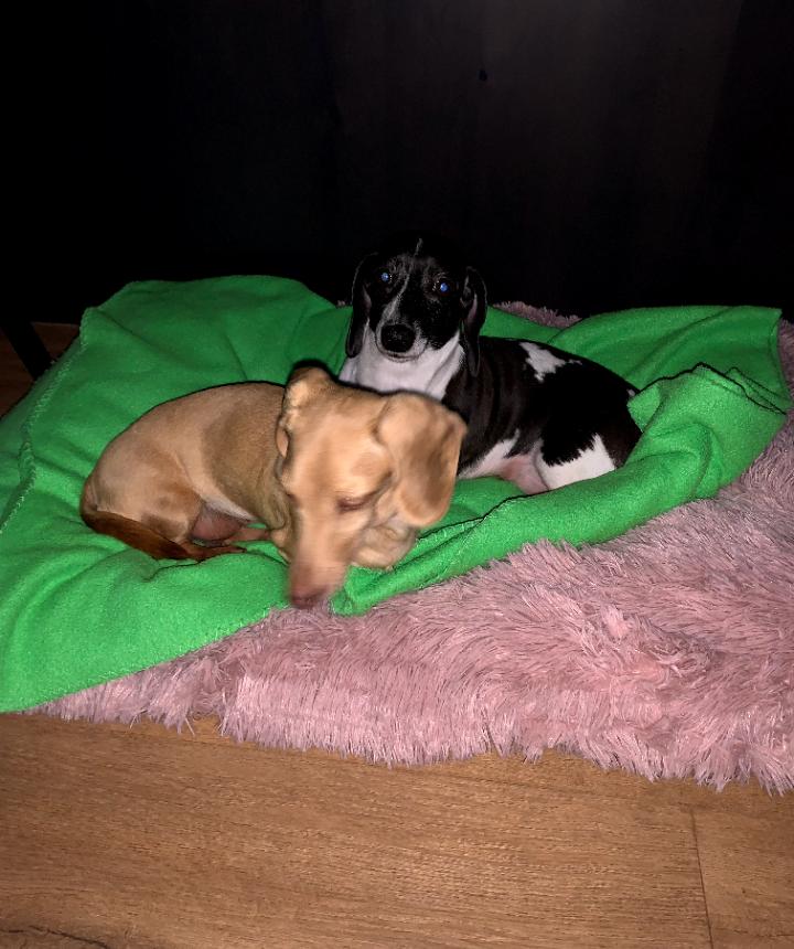 Brie, Adoptable, Adult Female Dachshund.