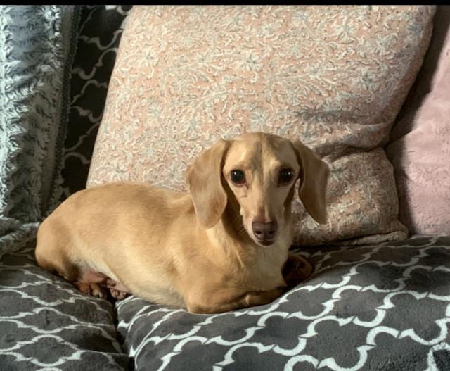 Brie, a Adoptable Dachshund in Sioux Falls, SD image 2/3