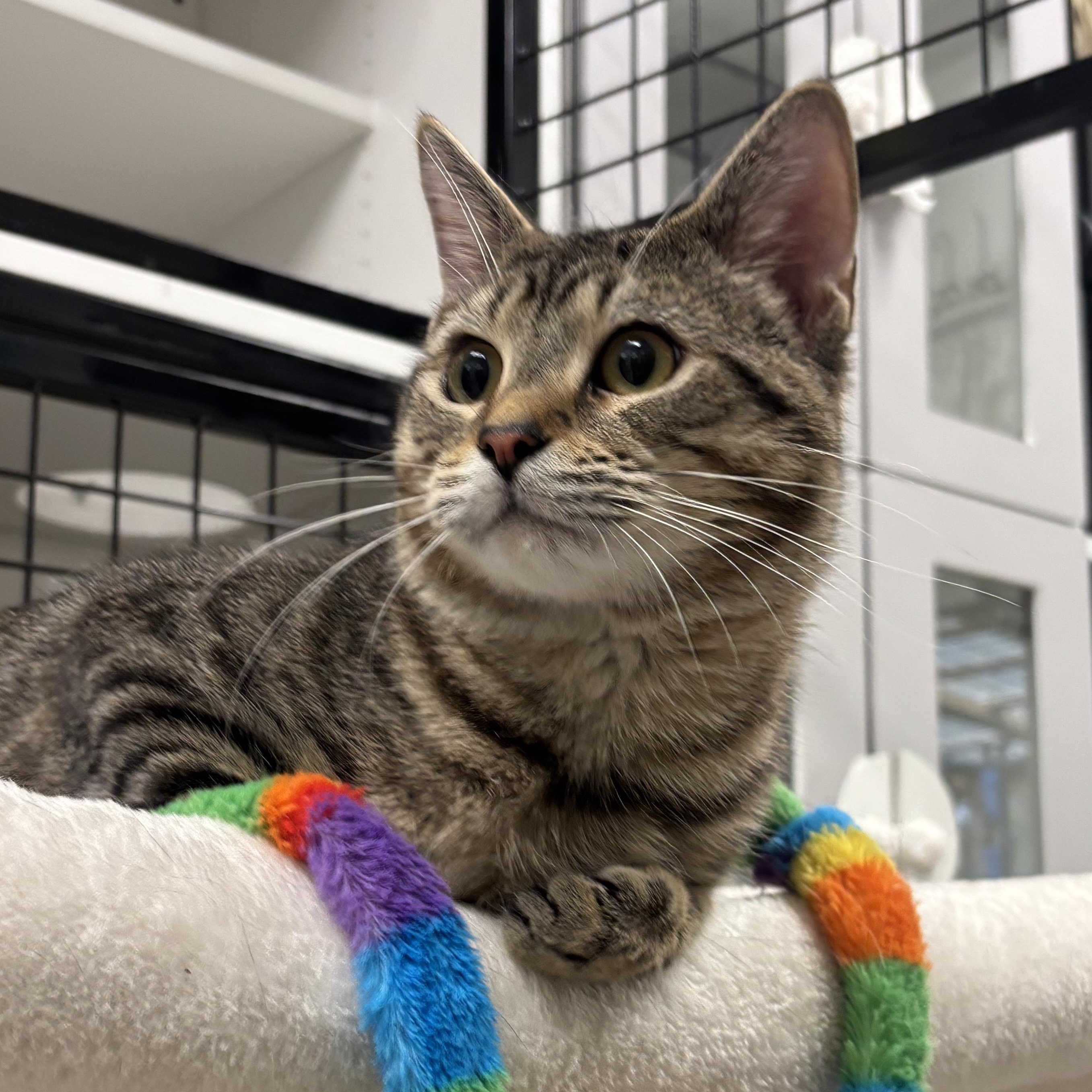 TOBY, ADOPTABLE, Adult Female Tiger.