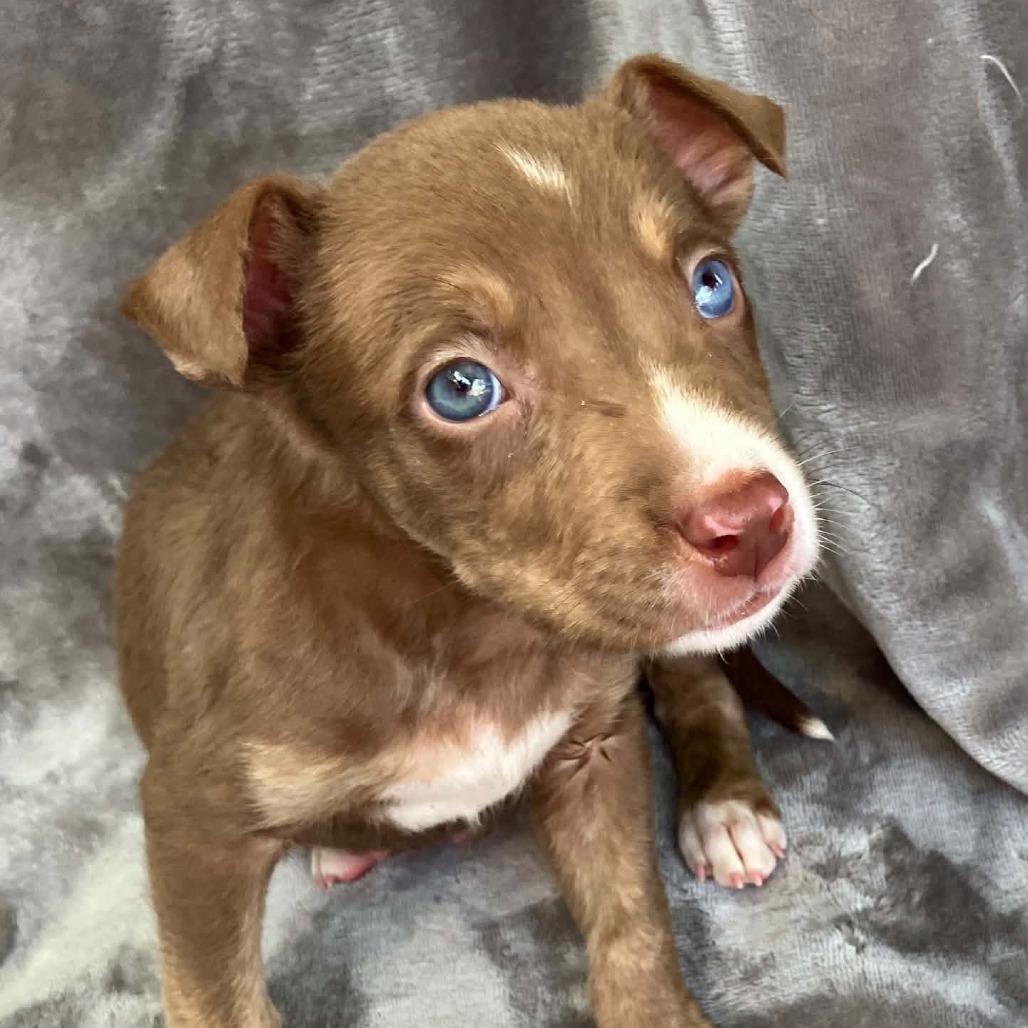 Lord Fluffington the Patriotic, Adoptable, Puppy Male Mixed Breed.