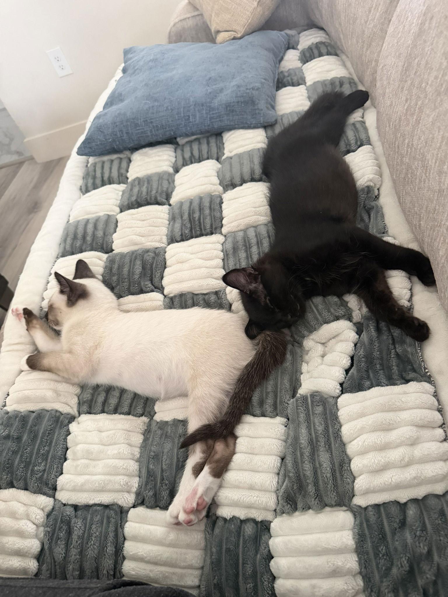 Enlarge Romeo and Hunter, a Adopted Siamese in Orlando, FL image 1/2
