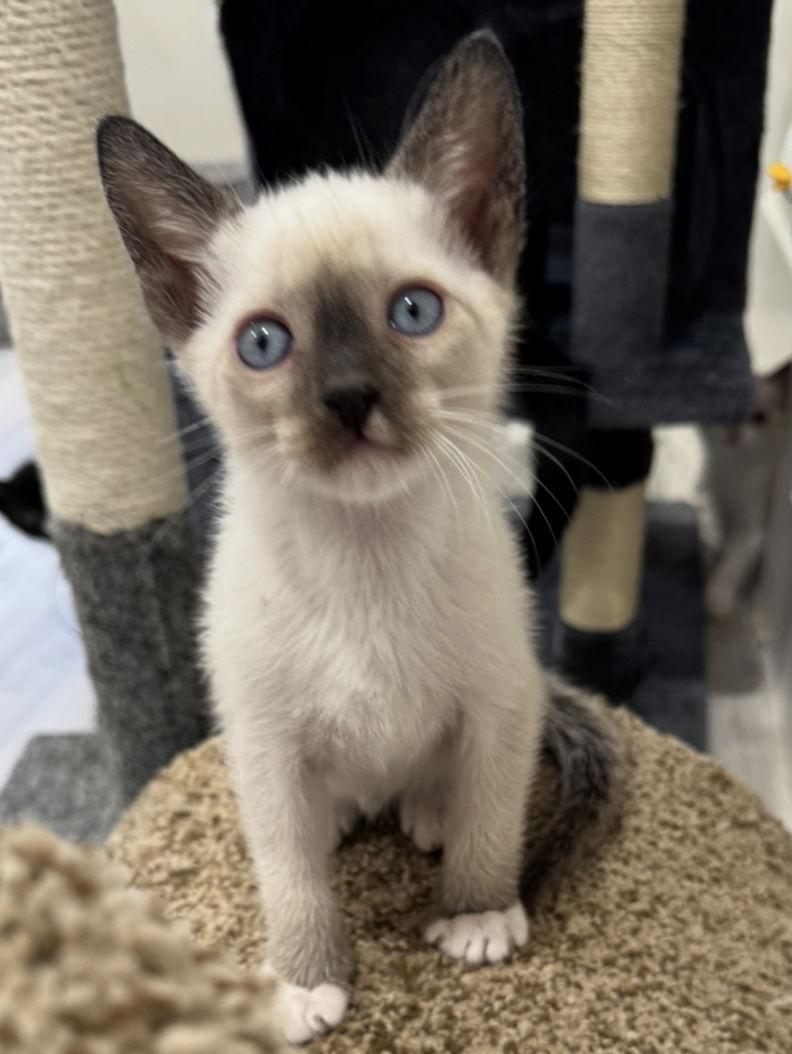 Romeo, Adopted, Young Male Siamese.