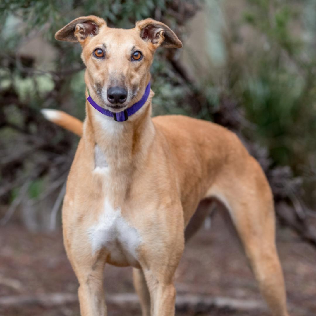 Flash, ADOPTABLE, Adult Female Greyhound.