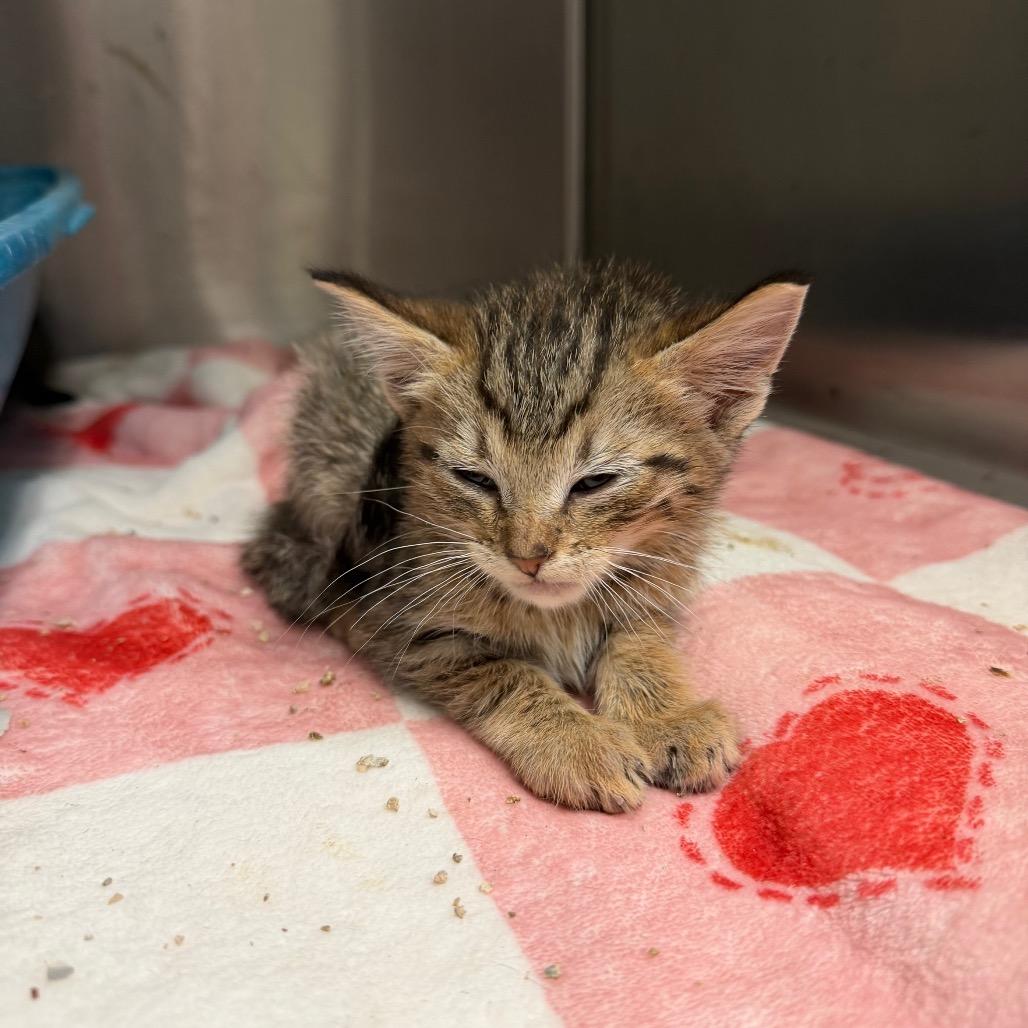 Private, Adoptable, Kitten Female Domestic Short Hair.