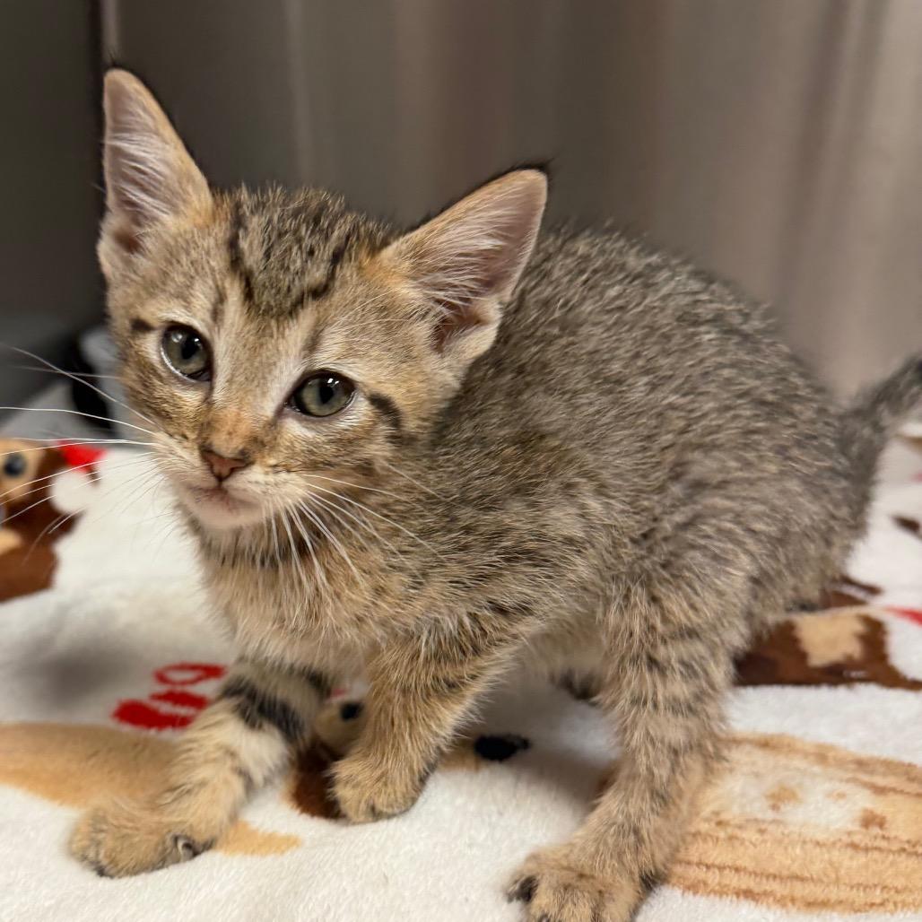 Enlarge Private, a Adoptable Domestic Short Hair in Bryan, TX image 2/4