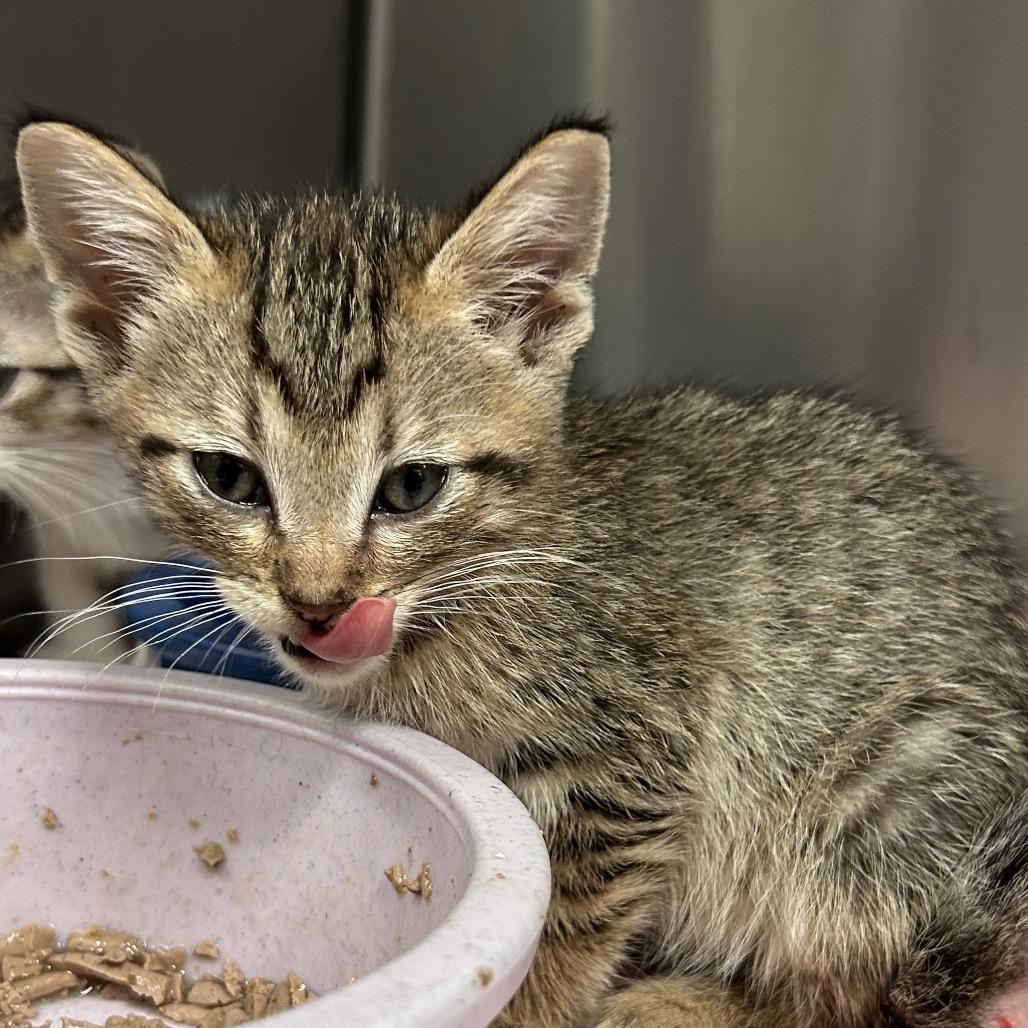 Enlarge Private, a Adoptable Domestic Short Hair in Bryan, TX image 3/4