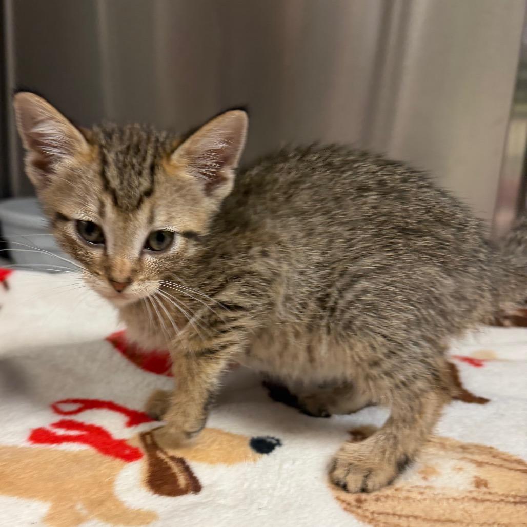 Enlarge Private, a Adoptable Domestic Short Hair in Bryan, TX image 4/4